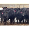 Image 4 : Sturgeon River Ranch - 680# March Delivery Heifers - 90 Head (Rockyford, AB)