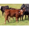 Image 8 : Calvin Rydzik - 525# November Delivery Steer Calves - 100 Head (Glenavon, SK)