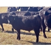 Image 12 : Baintree Angus - 625# November Delivery Steer Calves - 70 Head (Sundre, AB)
