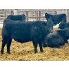 Image 11 : Stahlville Colony - 980# January Delivery Steers - 147 Head (Rockyford, AB)