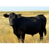 Image 5 : Riverbend Ranch - 1040# October Delivery Grass Steers - 280 Head (Scotfield, AB)