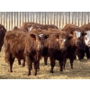 Image 3 : Jordan Livestock - 28 Red/RBF Simm-Angus Replacement Heifers (Rimbey, AB)