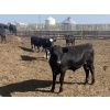 Image 7 : DL Feedlot - 680# June/July Delivery Steers - 200 Head (Fort Macleod, AB)