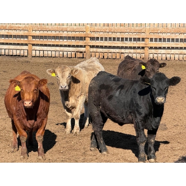 Doerksen Farms Partnership - 980# October Delivery Heifers - 64 Head (Gem, AB)