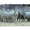Image 3 : GW Murray Ranches - 480# Dec/Jan Delivery Weaned Heifers - 95 Head (Tilley, AB)