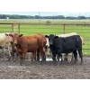Image 4 : Kevin Szymanek - 770# June Delivery Heifers - 80 Head (Stauffer, AB)