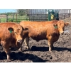 Image 14 : Lenny Brubacher - 1165# July Delivery Steers - 104 Head (Winnipegosis, MB)