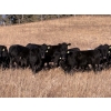 Image 1 : Carlyle Cattle Company - 22 Black Angus X May/June Calving Bred Heifers (Blackfalds, AB)