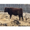 Image 2 : L & J Ranch - 730# January Delivery Heifers - 27 Head (Harptree, SK)