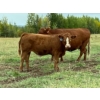 Image 7 : Pat Muehlen & Dave Johnson - 590# November Delivery Steer Calves - 100 Head (Vanderhoof, BC)