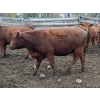 Image 5 : Ootsa Lake Cattle Co. - 15 Red Angus X April/May Calving Bred Heifers (Ootsa Lake, BC)