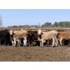 Image 2 : Jason Szymanek - 775# May Delivery Heifers - 75 Head (Stauffer, AB)