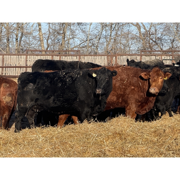 Aaron Olson - 1600# Cows - 38 Head (Rimbey, AB)