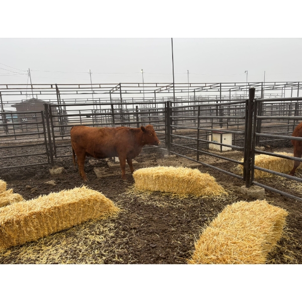 Ian Zeer - 2 Heifers (Pen 439)