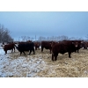 Image 14 : Chris Bartel - 1025# February Delivery Steers - 60 Head (Fort Vermilion, AB)