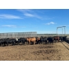 Image 2 : 6U Cattle Company - 980# July Delivery Steers - 64 Head (Manning, AB)