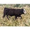 Image 12 : Matthew & Allisa Spruyt - 600# Steer Calves - 80+ Head (Tofield, AB)