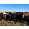 Image 3 : Tee Two Land & Cattle Co. - 675# March Delivery Steers - 82 Head (Kelliher, SK) VBP+