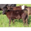 Image 2 : Knapp Farms - 500# November Delivery Heifer Calves - 90 Head (Southey, SK)
