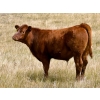 Image 2 : Wilson Grande Coulee Ranch - 650# Sept/Oct Delivery Steer Calves - 52 Head (East Coulee, AB) VBP+