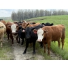 Image 3 : Joe & Colleen Magnuson - 910# September Delivery Grass Heifers - 134 Head (Winfield, AB)