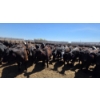 Image 10 : Dusty Meadow Farms - 825# May Delivery Heifers - 215 Head (Fincastle, AB)
