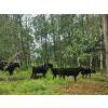 Image 5 : Vandenhoven Farms - 650# November Delivery Steer Calves - 95 Head (Rimbey, AB) VBP+