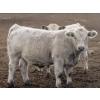 Image 4 : Cluny Colony - 835# November Weaned Steers - 72 Head (Cluny, AB)