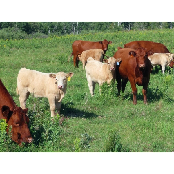 Twin Creek Colony - 600# November Delivery Heifer Calves - 95 Head (Lestock, SK)