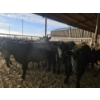Image 2 : Lazy J Cattle Co. - 10 Black Heifers (Pen 317 - 319) 995# avg