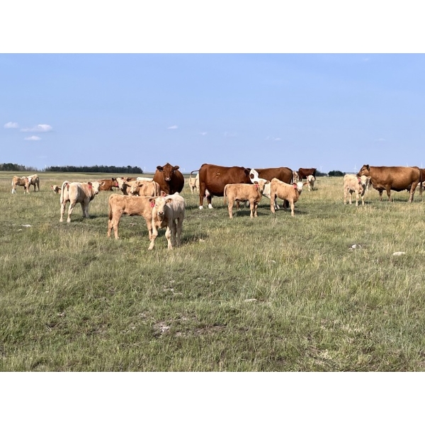 Greg & Melissa Kelts - 610# October Delivery Heifer Calves - 75 Head (Consort, AB)