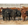 Image 2 : Ugly Head Feeders - 760# March Delivery Heifers - 68 Head (Killam, AB)