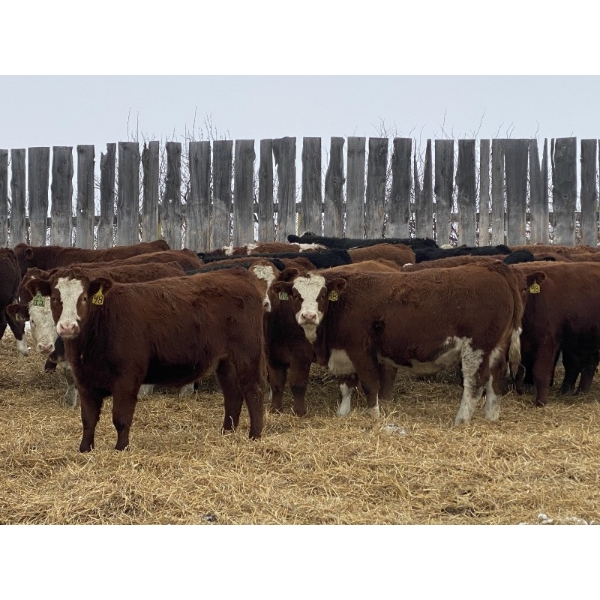 Garth & Theresa Kauppi - 870# December Weaned Steers - 73 Head (Eckville, AB)