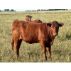 Image 10 : Valley View Ranch - 945# September Delivery Grass Heifers - 58 Head (Strathmore, AB)