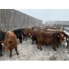 Image 9 : Regehr Land & Cattle - 850# March Weaned Steers - 70 Head (Linden, AB) VBP+