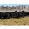 Image 1 : Jordan Livestock - 30 Black Replacement Heifers (Rimbey, AB)