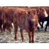 Image 4 : Doug Reinhardt - 700# March Delivery Heifers - 34 Head (Irricana, AB)