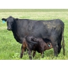 Image 6 : 9X Enterprises - 530# October Delivery Heifer Calves - 65 Head (Patricia, AB)