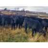 Image 2 : Roes Bros. Ranching - 560# October Delivery Steer Calves - 175 Head (Dorothy, AB)