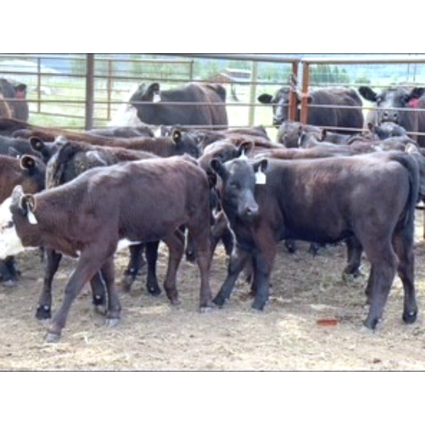 Clemitson Ranch - 600# November Delivery Steer Calves - 50 Head (Westwold, BC)
