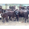 Image 2 : Clemitson Ranch - 575# November Delivery Heifer Calves - 50 Head (Westwold, BC)