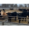 Image 1 : Reykdal Ranch - 735# Feb/March Weaned Steers - 180 Head (Vogar, MB) VBP+