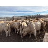 Image 7 : Lowe Ranches - 726# October Delivery Steer Calves - 77 Head (Nanton, AB)