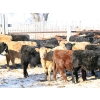 Image 4 : Martee Farm & Ranch - 780# January Delivery Steers - 150 Head (Midale, SK) VBP+