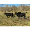 Image 12 : MG Cattle Co. Ltd. - 38 Black/BBF Simm/Angus X April/May Calving 2nd Calvers (Sangudo, AB)
