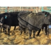 Image 2 : A & J Farming - 4 Third & Fourth Calvers (Pen 136)