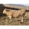 Image 13 : X Bar X Cattle Co. Ltd. - 1000# March Delivery Steers - 62 Head (Lomond, AB)