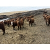 Image 3 : Matt Tees - 850# May Delivery Steers - 65 Head (Lousana, AB)