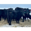 Image 13 : Bruce & Heather Clayton - 600# December Delivery Steer Calves - 100 Head (Strathmore, AB)