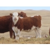 Image 14 : Sybouts Lake Farms Ltd. - 525# March Delivery Heifers - 85 Head (Gladmar, SK)